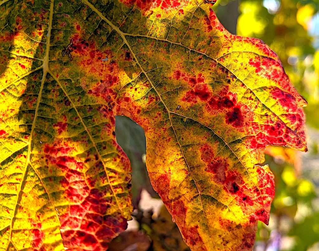 Isidora Silva-Valderrama won the 2023 BRC Photo Competition “Comunity Choice”&nbsp;Prize