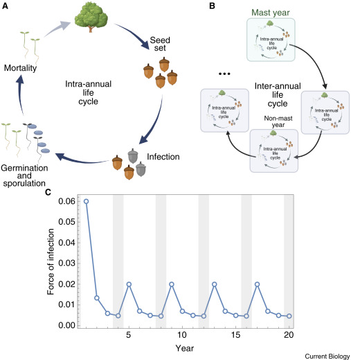 New paper coauthored with Ailene MacPherson showing how escape from pathogens can provide a selection pressure favouring seed&nbsp;masting.