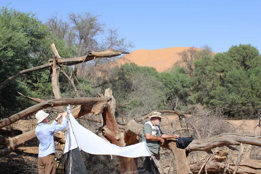 Setting up a Malaise trap at the Gobabeb Namib Research&nbsp;Institute